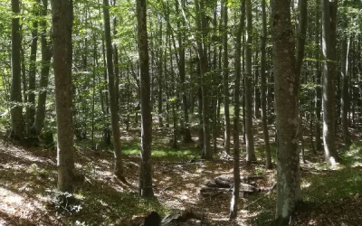 Foresta delle Lame, Rezzoaglio