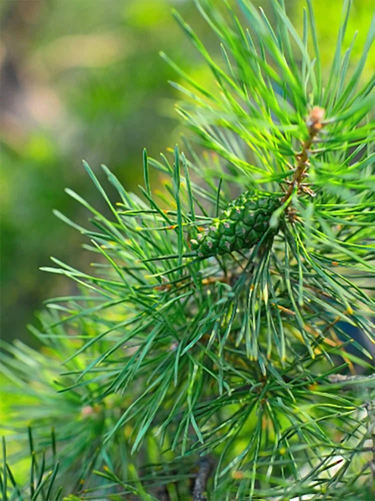 Fitoncidi Forest Bathing Liguria