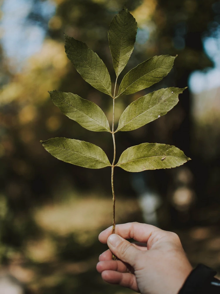Academy Forest Bathing Liguria