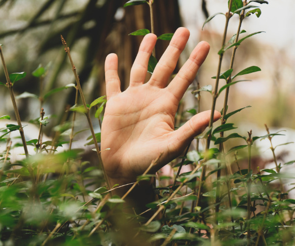 forest bathing