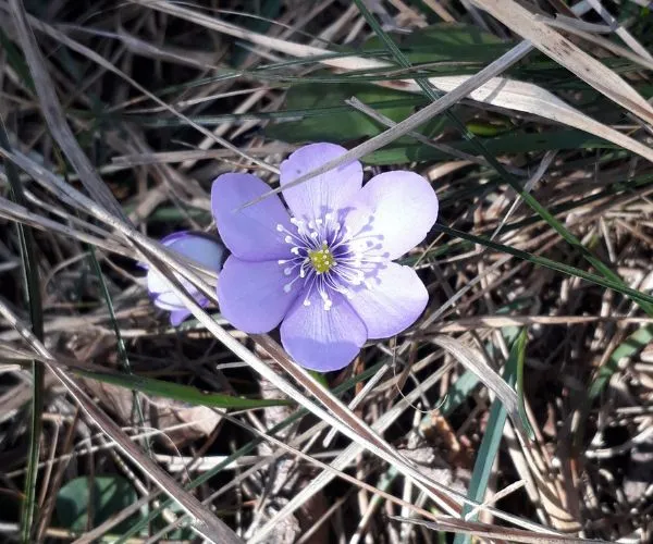 Sab 1 mar 2025, Monte Zatta
