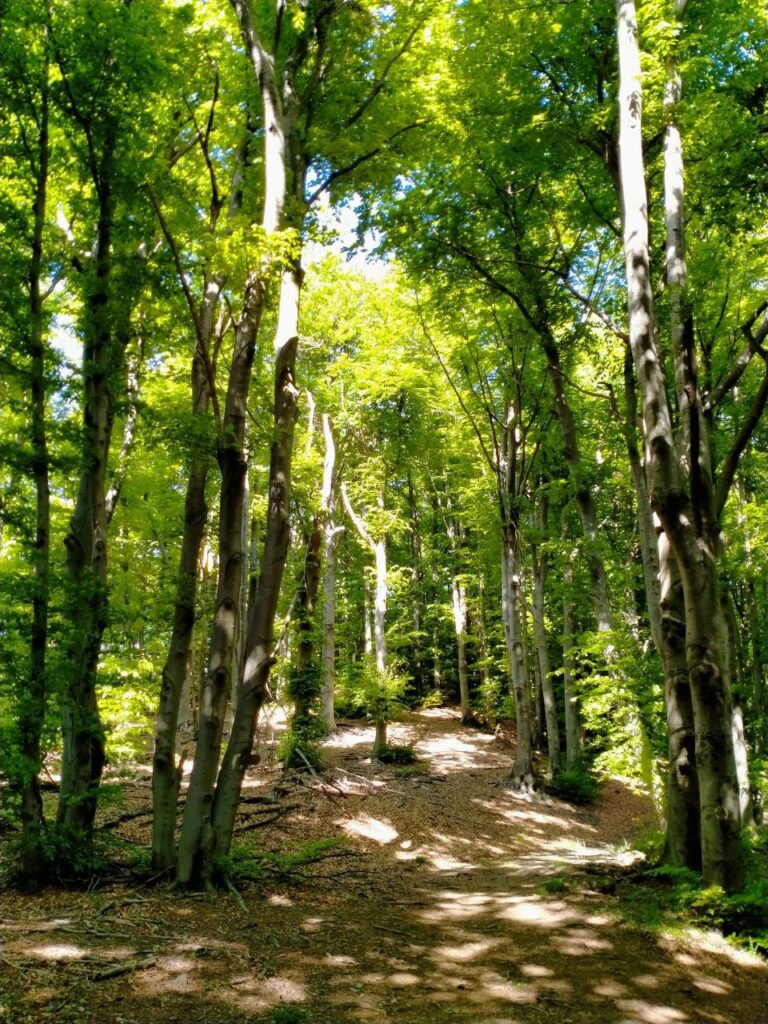 forest bathing